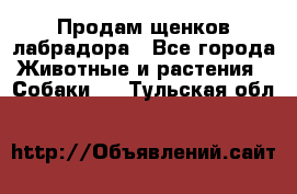 Продам щенков лабрадора - Все города Животные и растения » Собаки   . Тульская обл.